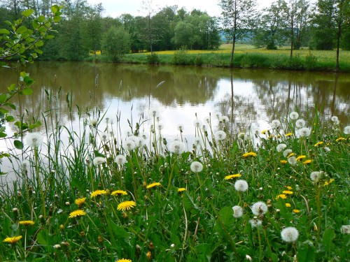 Kovark, pampeliky a pryskynky