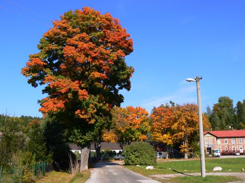 Barevn stromy ped ndram v Kunicch