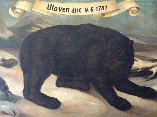 Jeden z poslednch krkonoskch medvd