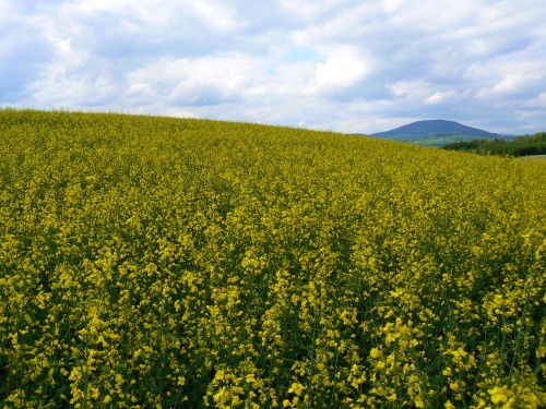 Obrzek, pipomnajc pozad Windows XP