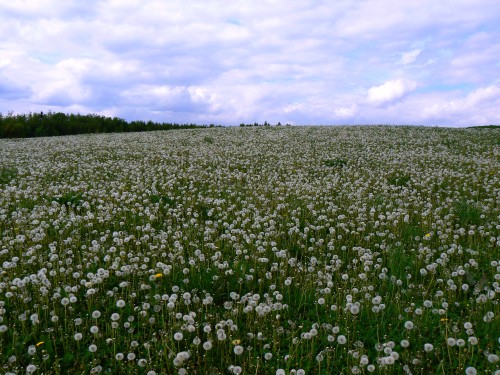 Louka odkvetlch pampeliek