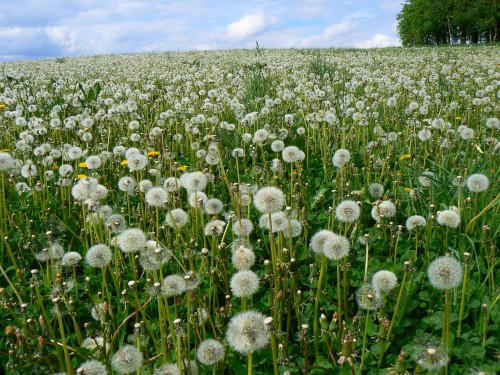 Pampelikov lampionky