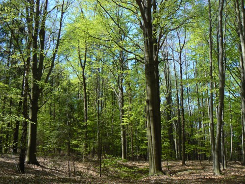 Bukov les kousek od Valdtejna