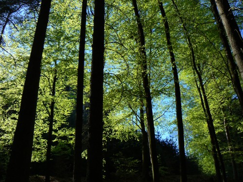 Les v zapadajcm slunci