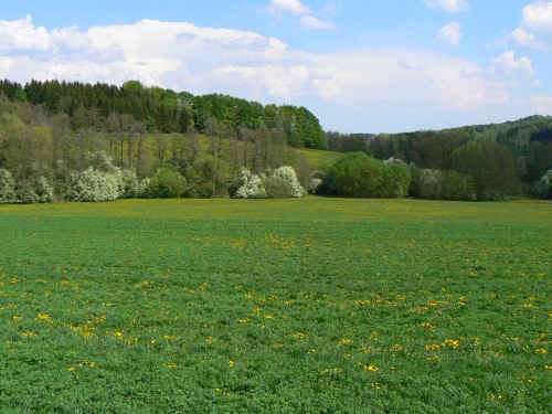 Louka za Brannou v nejkrsnjm jaru
