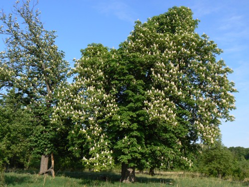 Rozkvetl katan u zmeku Pohansko