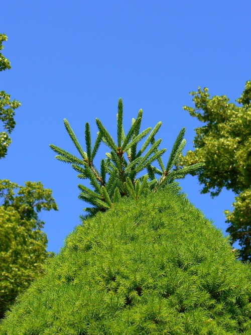 Conica s divokmi vtvikami