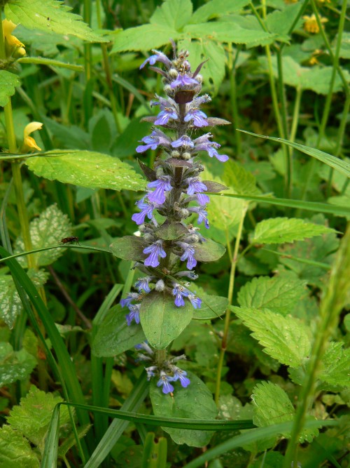 Kdopak v, co je to za kvtek? J ne.