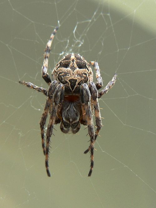 Obrovitnsk pavouk kik