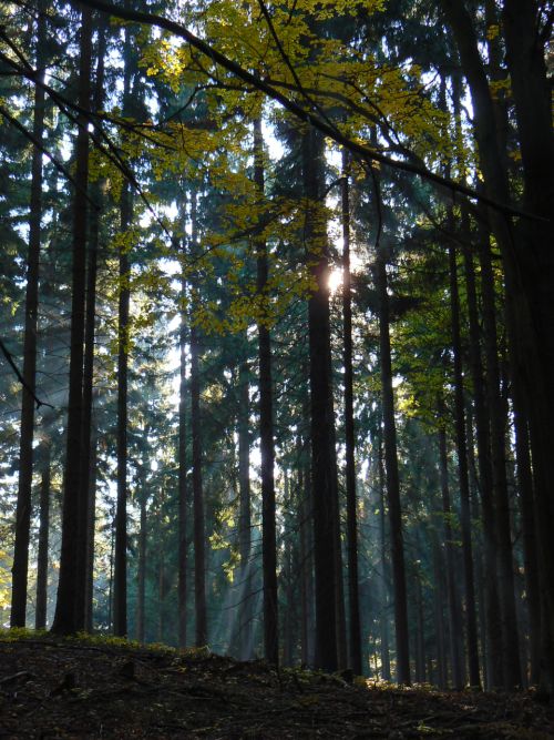 Les, prozen paprsky slunce