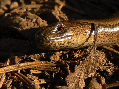 Se slepem z oka do oka