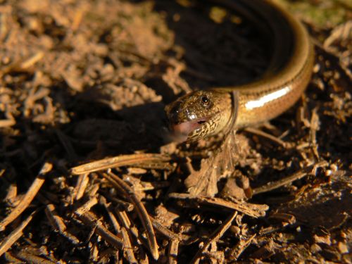 Slep vystrkuje jazek stejn jako had, ale nem ho rozeklan