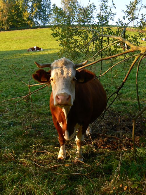 Kravka se na ns pila podvat