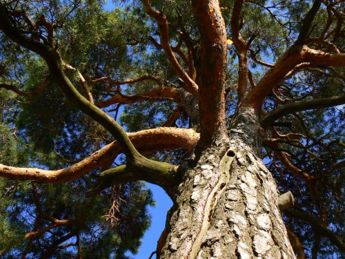 Borovice Krlovna Podkrkono