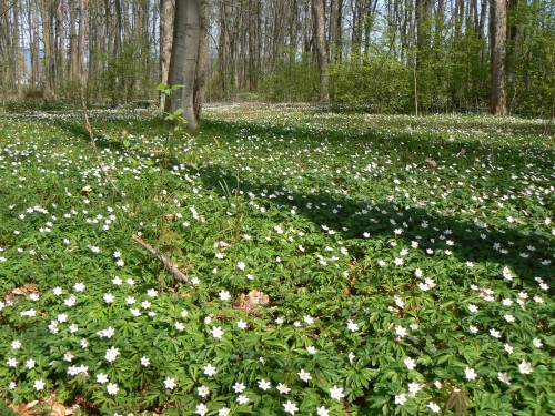 Koberec blch sasanek