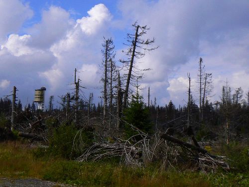 Les, seran krovcem, na umavskm Polednku