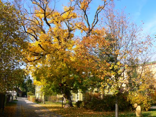 U zmeku blzko autobusku ve Vrchlab