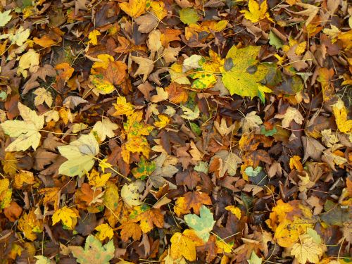 Listy barevn i zhndl