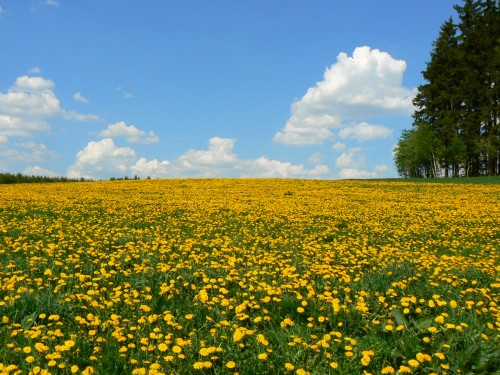 Louka, zlat pampelikami
