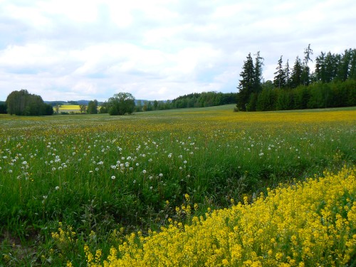 Podkrkono ovldla lut barva