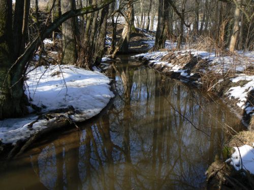 Klidn tok Principlku ped soutokem s Labem