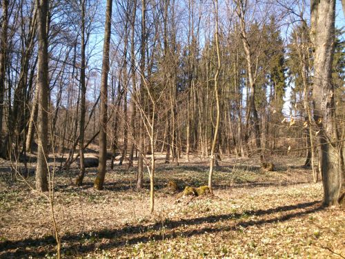 Bledulky v okol vyschlho i souasnho koryta