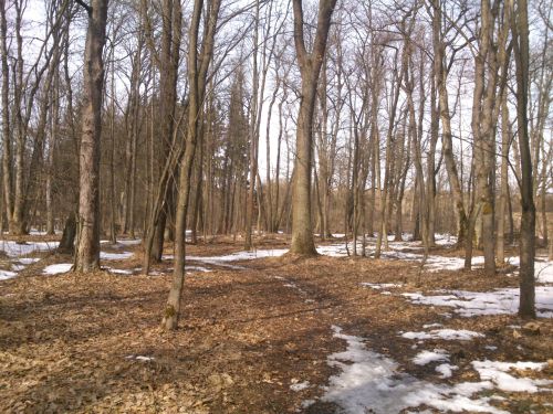 Cesta jarnm lesem
