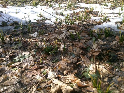 Bledulky se derou na svtlo