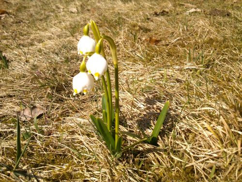 Prvn bledulky letonho jara