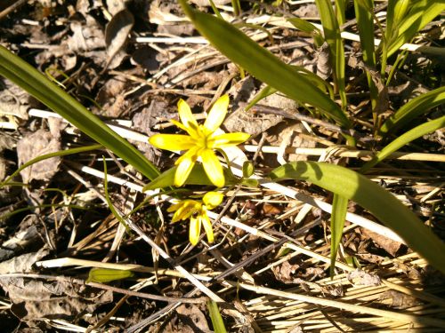 Prvn rozkvetl kivatec