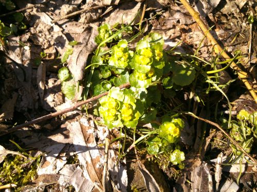 Prvn lstky a pouptka pryc