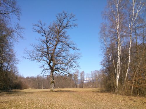 Vldce Csask louky - prastar dub