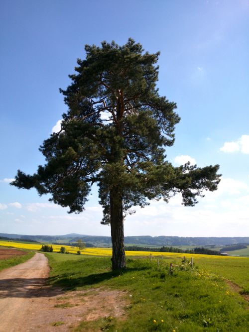 Borovice Krlovna Podkrkono