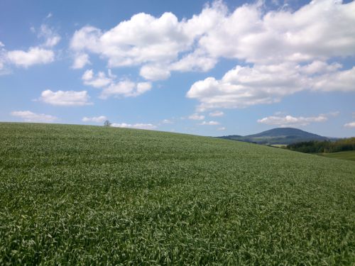 Pozad Windows XP v nejkrsnjm jaru