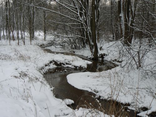 Meandry potoka Principlku ped soutokem s Labem