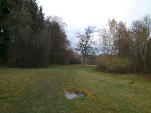 Na svatho Martina u dubu