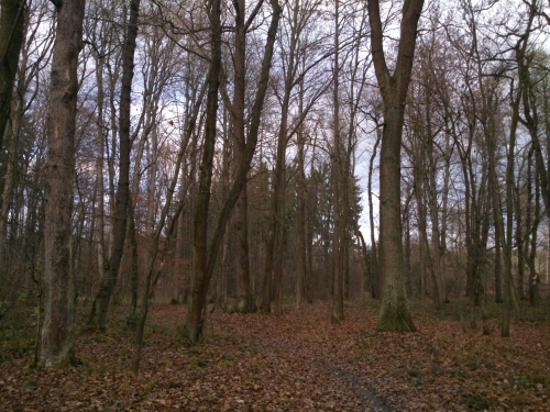 Les na svatho Martina