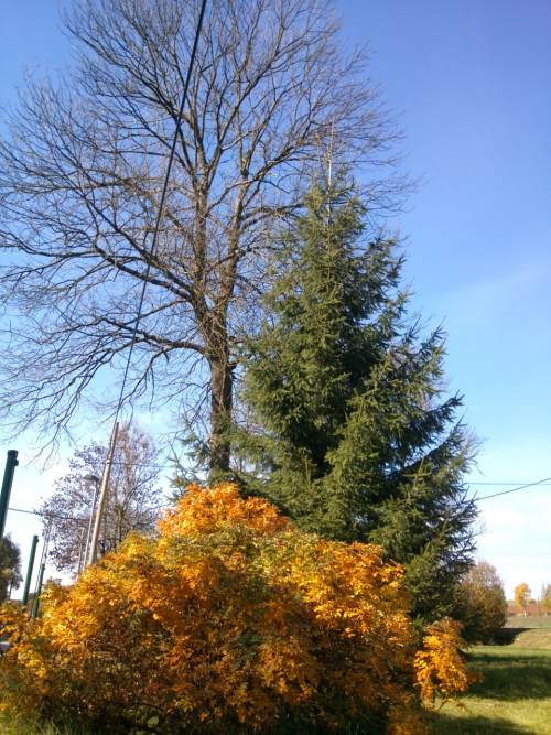 lut listy a hol vtve