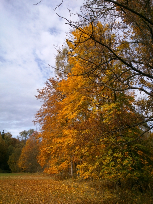 Stromy na okraji louky blzko Labe