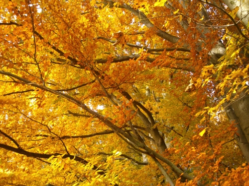 Pohled do korun strom