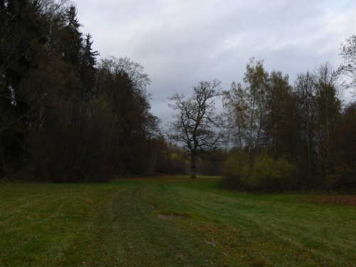 Posledn barvy na louce u dubu