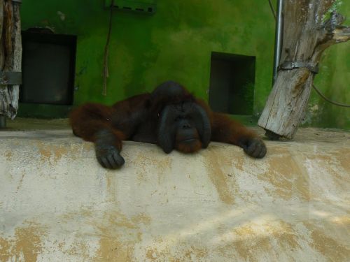 Orangutan Ňuňák