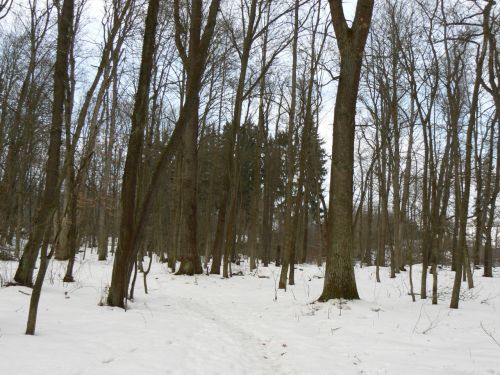 Cesta lesem do Berlna