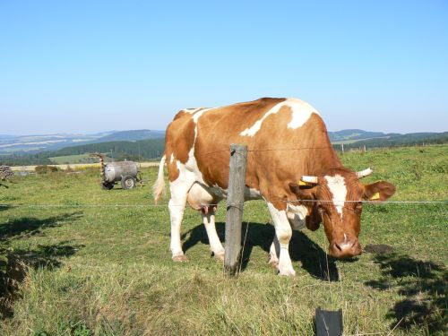Krva na nejkrsnj pastvin.
