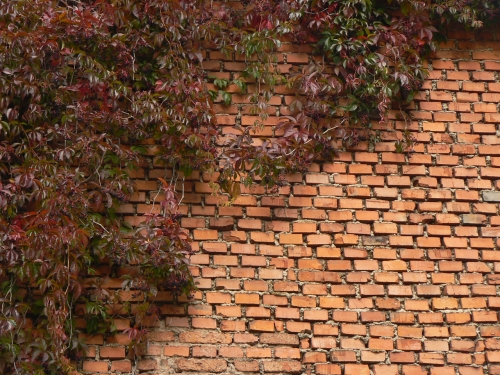 Ps vno na cihlov zdi