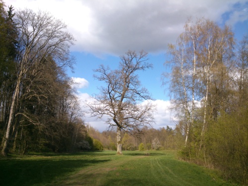 U dubu na louce V rji