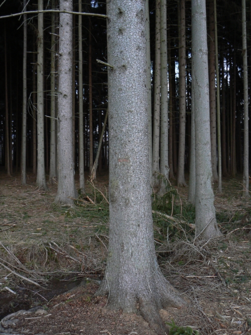 O tenhle zbytek znaky se postarala spolen s celm lesem letn boue 23. ervence 2009