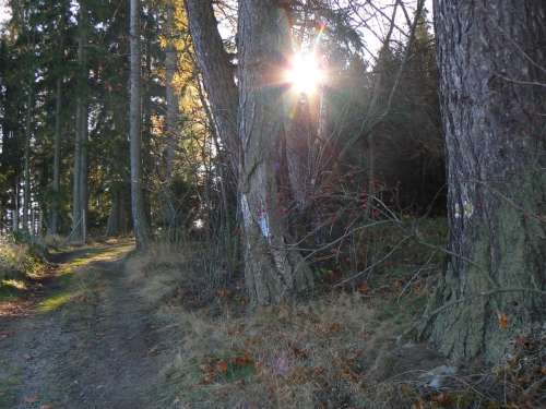 Zruen lut znaka u Knic