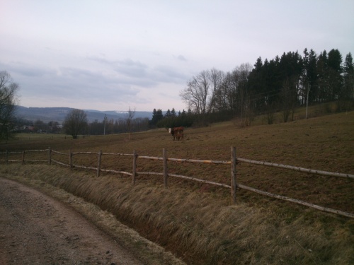 Krva s pijcm teltkem