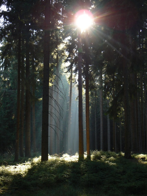 Paprsky slunen mezi smrky